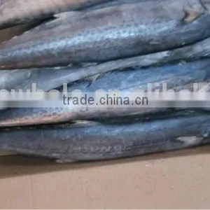 Frozen Spanish Mackerel Whole Round thumbnail-1