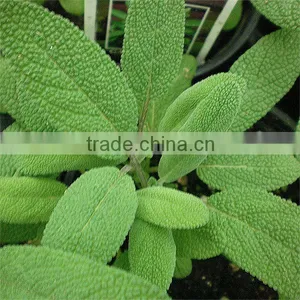 Sage Oil - (Salvia Officinalis) thumbnail-1