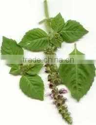 Pure and Natural Basil Oil thumbnail-1