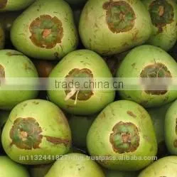 Tender Coconut/fresh Young Coconut/common Cultivation Type Young Coconut/green Young Coconut/young Coconut Exporter thumbnail-3