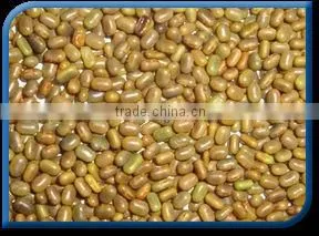 Sesbania Seed thumbnail-1