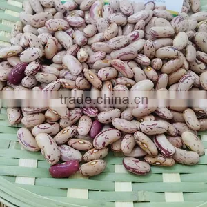 Long Type Light Speckled Kidney Beans New Crop thumbnail-1