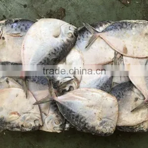 2016 China Frozen Whole Round Good Quality Moon Fish 150-200g/pcs thumbnail-2