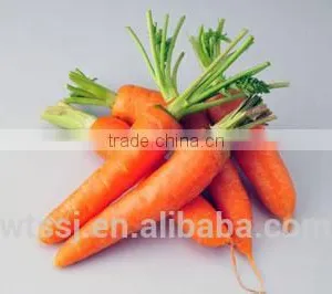 CO2 Supercritical Fluid Extraction Oil Carrot Oil thumbnail-2
