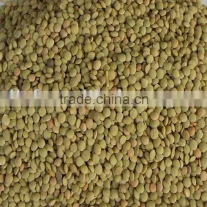 Lentil/green Lentil 2010crop thumbnail-1