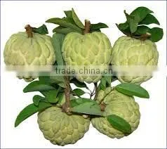 HOANG KIM VIETNAM' S Custard Apple Fruit NEW SEASON thumbnail-1