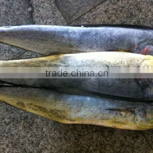 Frozen Mahi Mahi thumbnail-1