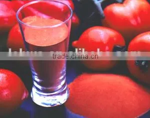 100% Natural Lycopene Extract Tomato Extract Powder thumbnail-1