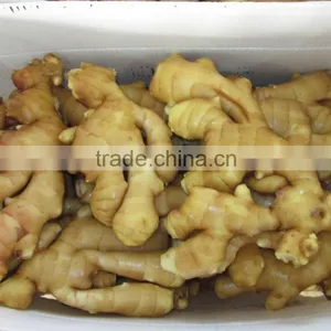 2014 New Crop Top Quality Fresh Ginger Market Price for Ginger thumbnail-3