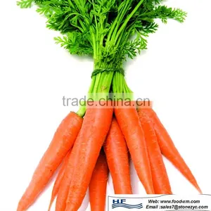 Farm Raised Fresh Carrot thumbnail-1