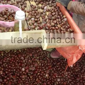 Fresh Chinese Chestnut thumbnail-6