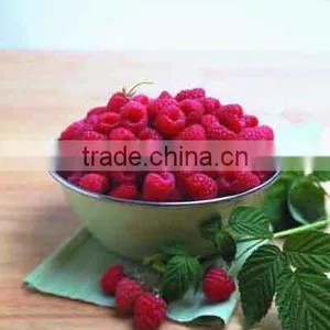 IQF Frozen Raspberries thumbnail-1