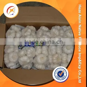 Fresh Garlic Good Quality thumbnail-2