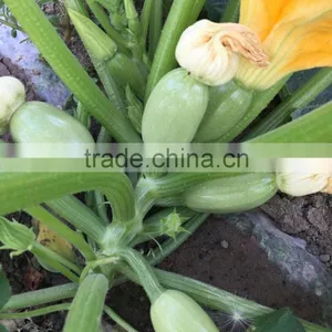 SQ16 Cuty Very Early Maturity Baby Pick Hybrid Squash Seeds thumbnail-2