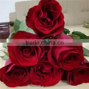 Export Rose Fresh Cut Flowers From Yunnan of China thumbnail-1