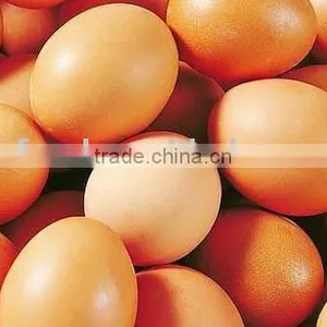 Whole Egg Powder thumbnail-1