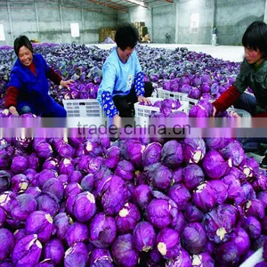 Wholesale Small Seeds Planter Manual thumbnail-5