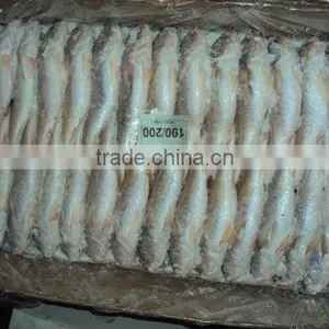 Frozen Silver Croaker thumbnail-2
