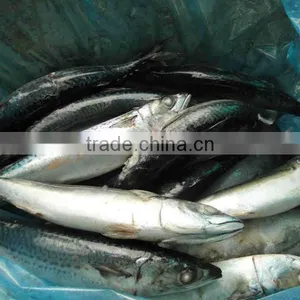 Frozen Fish Shipping All Arund The World thumbnail-3