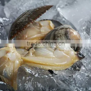 Frozen Baby Clam thumbnail-1