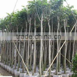 Cercis Chinensis ( Deciduous Trees) for Cold Climate thumbnail-1