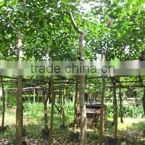 Erythrina Variegata Potted Trees thumbnail-1