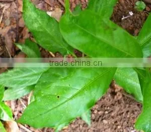 Rauwolfia Serpentine thumbnail-4
