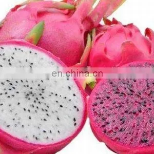 Dragon Fruit in Vietnam is Rich in Nutrients at the Best Price thumbnail-2