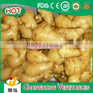 Hight Quality Fresh Ginger Best Price thumbnail-1