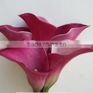 Cheap Wholesale High Quality Calla Lily From China Manufacture thumbnail-5