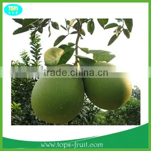 2015 New Arrival Fujian Red Pomelo Grapefruit thumbnail-1