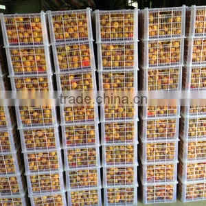 Sell Good Farmer Big Mandarin Orange Brother Kingdom thumbnail-4