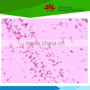 Individual Microbiology Microscope Prepared Slides thumbnail-1