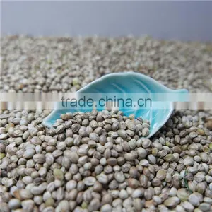 Hemp Seeds for Sale thumbnail-3