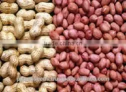 Groundnut for Seed/Bold Groundnut/Java Groundnut thumbnail-6