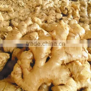 Fresh Ginger, Hot Ginger thumbnail-1