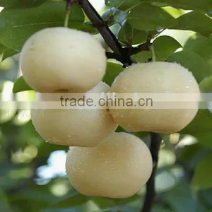 Emerald Pear thumbnail-1