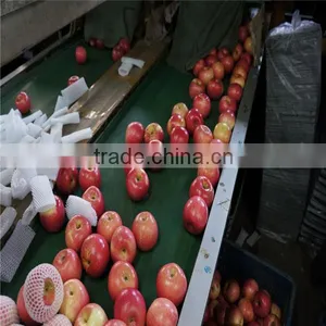 Fresh Apple thumbnail-5