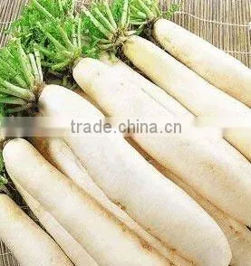 Radish Products thumbnail-1