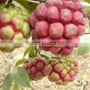 Kadsura Coccinea Fruiter Seeds for Growing thumbnail-4