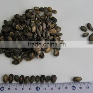 Chinese Foodstuff / Sell Well the New Crop Black Watermelon Seed A Grade thumbnail-1