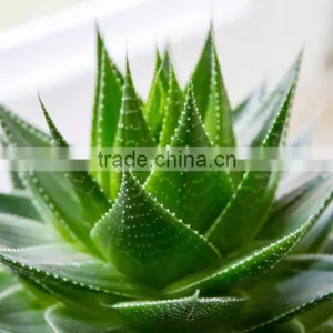 Beauty Products Aloe Vera Gel. thumbnail-6