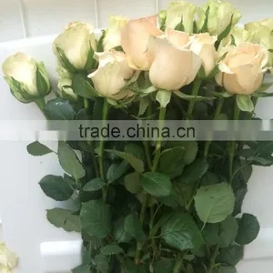 Kunming Fresh Cut Flowers Rose Flower thumbnail-5