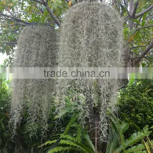 Spanish Moss thumbnail-1