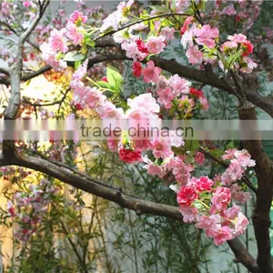Cherry Flower Tree Man Made Sakura Plant Tree thumbnail-3