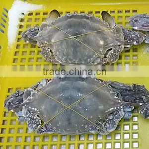 Whole Frozen Blue Swimming Crab thumbnail-2