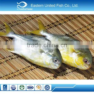 China Seafood Frozen Sea Farming Golden Pomfret thumbnail-1