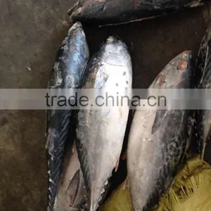 300-500g Frozen Bonito Tuna Fish thumbnail-3