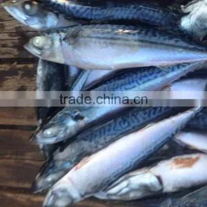 Sea Frozen Pacific Mackerel thumbnail-1