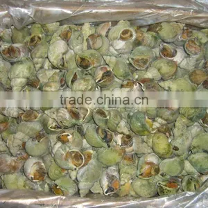 Jade Whelk thumbnail-3